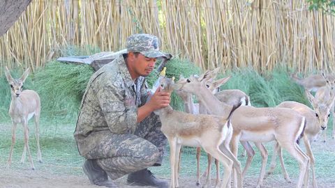 Endangered gazelles rebound in Kyrgyzstan as conservation project gains ground&nbsp;
