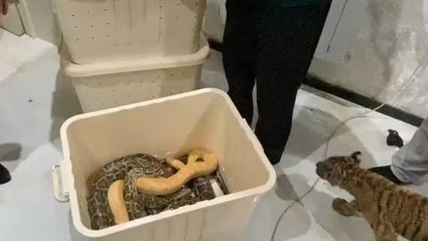 Toshkent viloyatida fuqaro uyida yo&lsquo;lbars va piton ilonlarini saqlab kelayotgani aniqlandi (video)