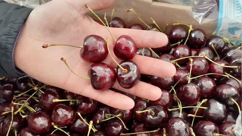 Uzbekistan&rsquo;s cherry season starts early with prices soaring 70% y/y&nbsp;