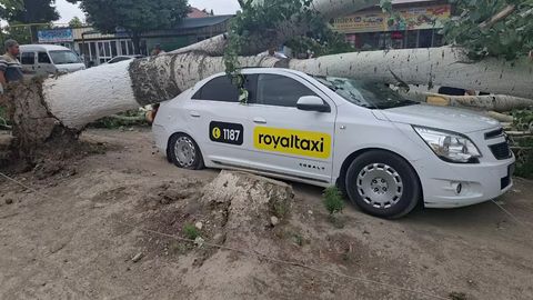 Andijonda ulkan chinor Cobalt ustiga quladi (video)