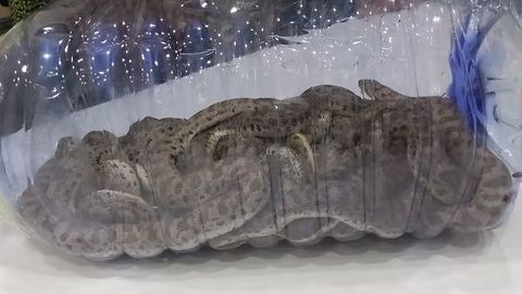 Qizil kitobga kiritilgan 15 ta ilonni O&lsquo;zbekistondan olib ketayotgan fuqaro qo&lsquo;lga tushdi&nbsp;