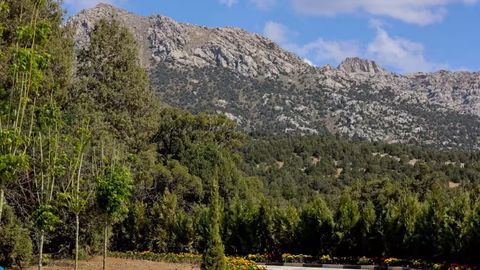 Uzbekistan plan to reforest 1.5mn hectares by 2030&nbsp;