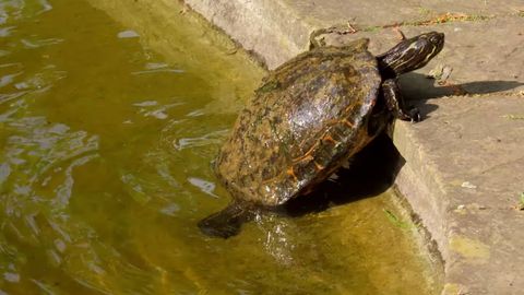 Angliyada uydan qochib ketgan toshbaqa 1 yil ichida atigi 1,5 km masofani bosib o&lsquo;tdi