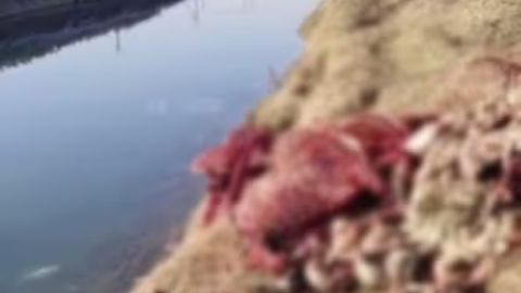 Toshkent viloyatida eshak go&lsquo;shtidan somsa tayyorlab, sotganlarga hukm o&lsquo;qildi&nbsp;
