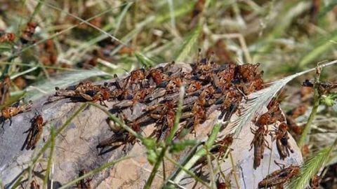 Qozog&lsquo;iston, O&lsquo;zbekiston va Qirg&lsquo;iziston chigirtkalarga qarshi birgalikda kurashadi