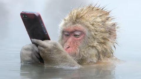 Hayvonot bog&lsquo;idagi maymunlar ayolning telefonini o&lsquo;g&lsquo;irlab, selfi tushishdi (video)