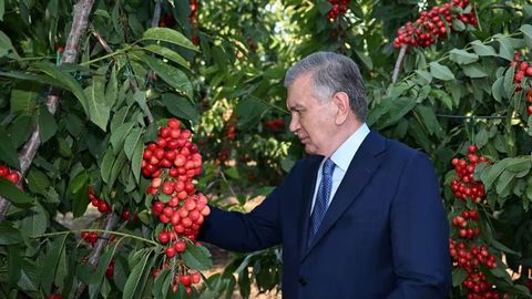 Uzbekistan targets 1,266-ton fruit harvest from high-tech orchard in Parkent district in 2025&nbsp;