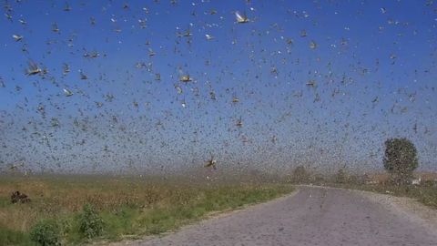 Locusts sweep across 500,000 hectares in Uzbekistan as authorities intensify control measures&nbsp;