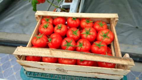 Uzbekistan&rsquo;s greenhouse tomato exports continue to decline with 23% drop in 4M25&nbsp;