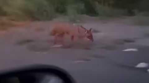 Urganchda shoqollar yurgani yuzasidan munosabat bildirildi (video)
