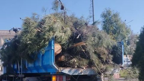 Termizda 219 tup daraxt noqonuniy kesib tashlandi