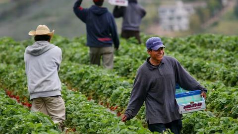 Tramp migrantlarga AQSH fermalarida qolishga ruxsat berishini aytdi&nbsp;