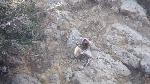 В Сурхандарье охотники, застрелившие двух винторогих козлов, нанесли ущерб природе на 4,5 млрд сумов