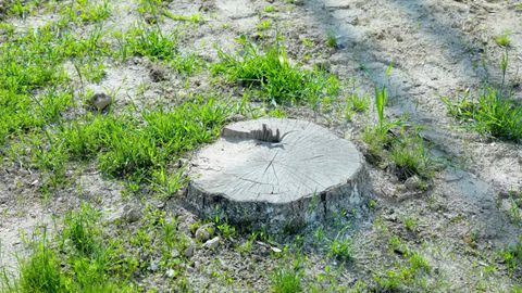 Uzbekistan&rsquo;s Ecoparty opposes Murod Nazarov&rsquo;s call to end tree-cutting moratorium, citing risk of ecological harm&nbsp;