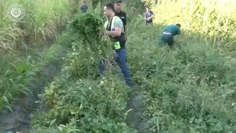 В Самарканде задержан гражданин, выращивавший на своем участке более 1400 кустов каннабиса