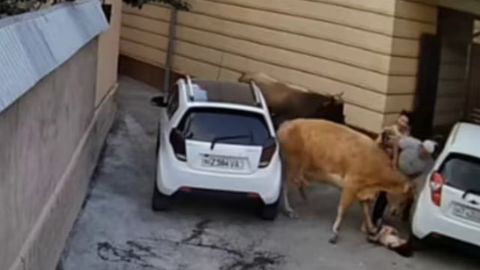 Namanganda sigir uy oldida o&lsquo;ynayotgan bolakay va uning onasini suzib, jarohat yetkazdi (video)