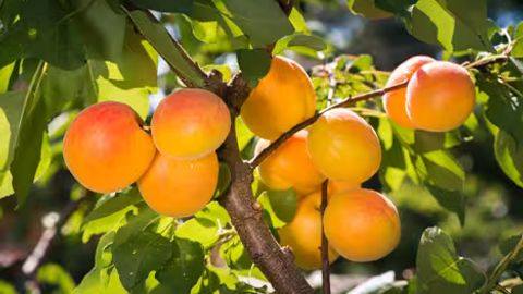 Uzbekistan set to become world&rsquo;s second-largest fresh apricot exporter, says EastFruit&nbsp;