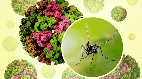 5,6 mlrd odam xavf ostida: JSST chikungunya virusi epidemiyasini e&rsquo;lon qildi