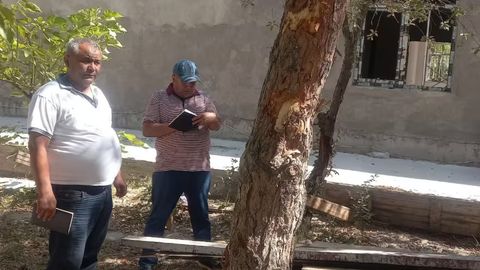 Buxoroda noqonuniy ko&lsquo;chirilgan 26 tup qimmatbaho daraxt nobud bo&lsquo;ldi