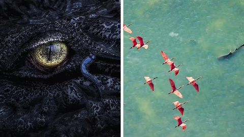 Yovvoyi tabiatning yashirin olami: Mangrove Photography Awards 2025 tanlovida e&rsquo;tirof etilgan 16 ta go&lsquo;zal surat