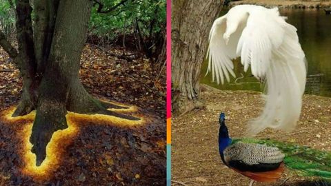 Fotoshopsiz ham go‘zal olam: hayratga soluvchi 20 ta mo‘jizaviy surat