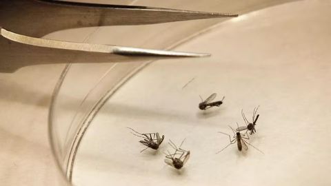 Yevropada xavfli virus tarqalmoqda: o&lsquo;lim holatlari qayd etildi&nbsp;