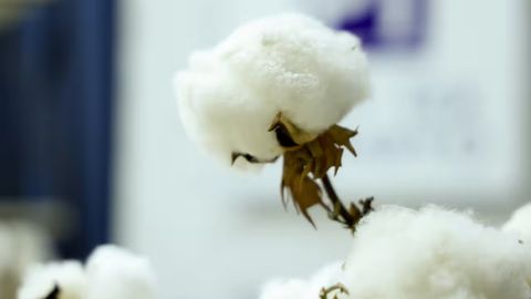 O&lsquo;zbekiston AQSHdan paxta sotib olishi mumkin