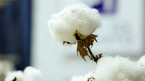 Uzbekistan weighs U.S. cotton imports amid expanding trade talks