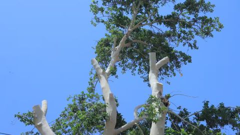 Uzbekistan ramps up environmental reforms with mass tree planting, industrial upgrades in 1H25&nbsp;