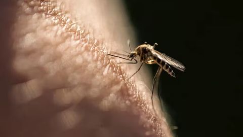 Xitoyda chivin tarqatayotgan virus Tayvanda ham aniqlandi