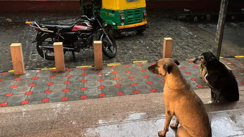 Hindiston poytaxti daydi itlardan tozalanadi&nbsp;