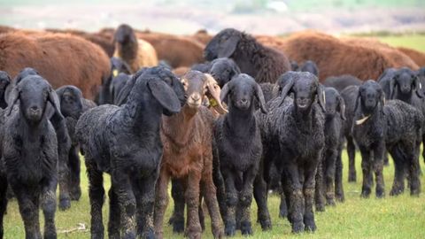 Uzbekistan to import 100,000 sheep and goats from Mongolia by end of 2025&nbsp;