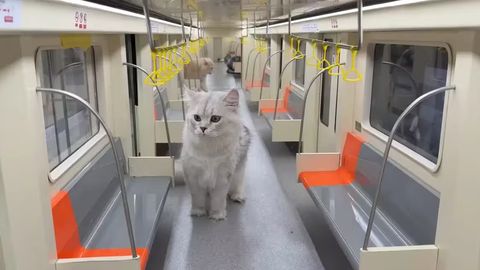 Xitoyda mushuklar uchun mini metro qurildi (video)