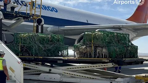 Uzbekistan receives first 37-ton batch of sheep from Mongolia&nbsp;