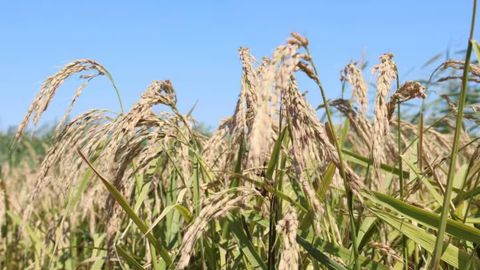 Kazakhstan develops water-saving rice variety &nbsp;