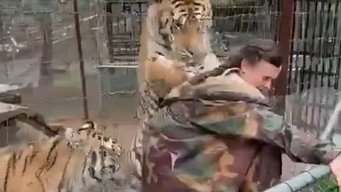 Meksikada yo‘lbars veterinarga hujum qildi (video)