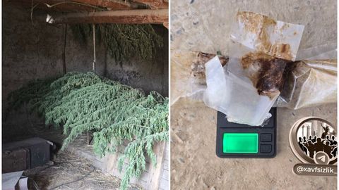 Самарқандда фуқаронинг хонадонидан 25 кг дан ортиқ гиёҳвандлик ўсимлиги топилди