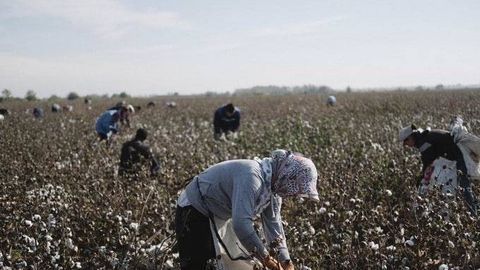 O‘zbekistonda paxta mavsumida majburiy mehnatga yo‘l qo‘ygan mansabdorlar jazolandi