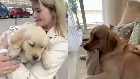 Sevimli yopinchig‘idan bir zum ham ajralmaydigan labrador it internetda mashhur bo‘lib ketdi