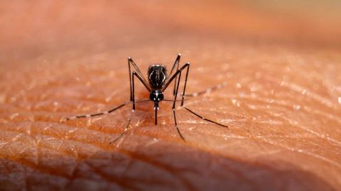 JSST chikungunya virusi bo‘yicha ogohlantirish berdi