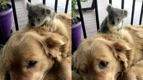 Avstraliyada it yelkasida mitti koala bilan uyga kirib keldi (foto)