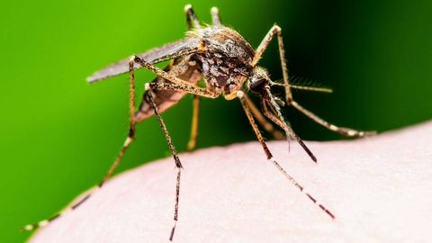 Бразилияда чивинларни кўпайтириш бўйича дунёдаги энг йирик фабрика очилди