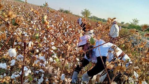 Surxondaryoda ayollar paxta terimiga majburiy jalb qilingani tasdiqlandi