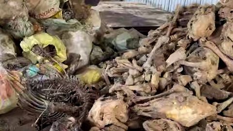 Toshkent viloyatida 3,5 tonnaga yaqin eshak va qoramol suyaklari topildi