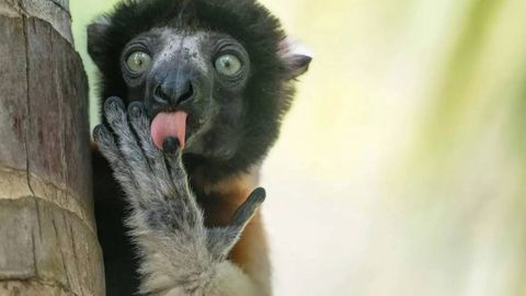 Comedy Wildlife Аwаrds: ёввойи табиатнинг энг кулгили фотосуратлари танлови финалчилари маълум бўлди