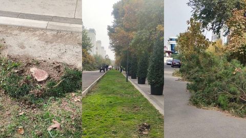 В хокимияте Ташкента прокомментировали вырубку 144 деревьев 