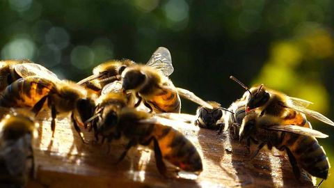 Braziliyada ota va qiz arilar hujumi oqibatida vafot etdi