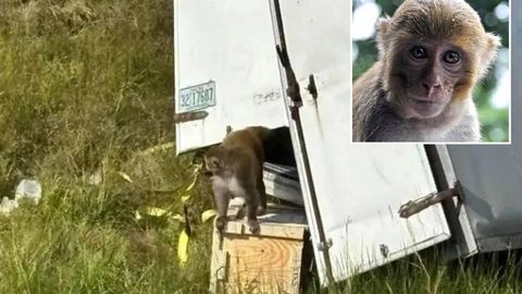 АҚШда хавфли вирусга чалинган лаборатория маймунлари қочиб кетди