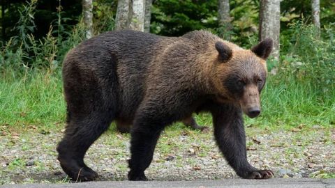 Yaponiya ayiq hujumlari ko‘paygani sabab ovchilar yollashni rejalashtirdi