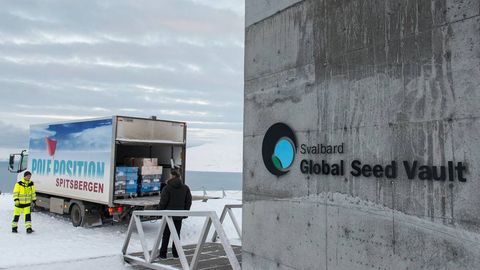 Uzbekistan sends ancient crop seeds to global “Doomsday Vault” in Norway